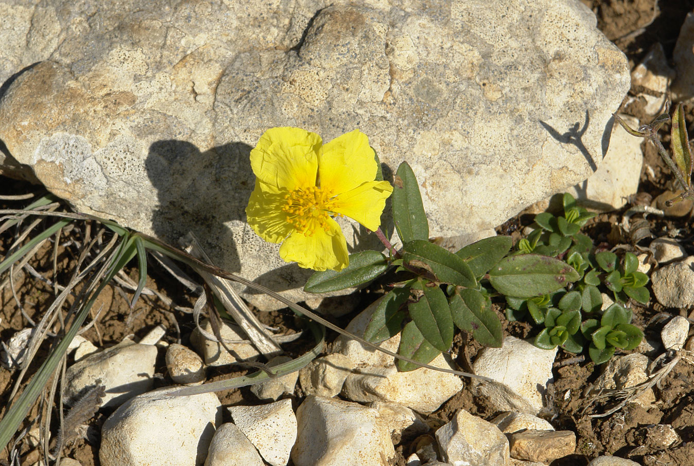 Изображение особи род Helianthemum.