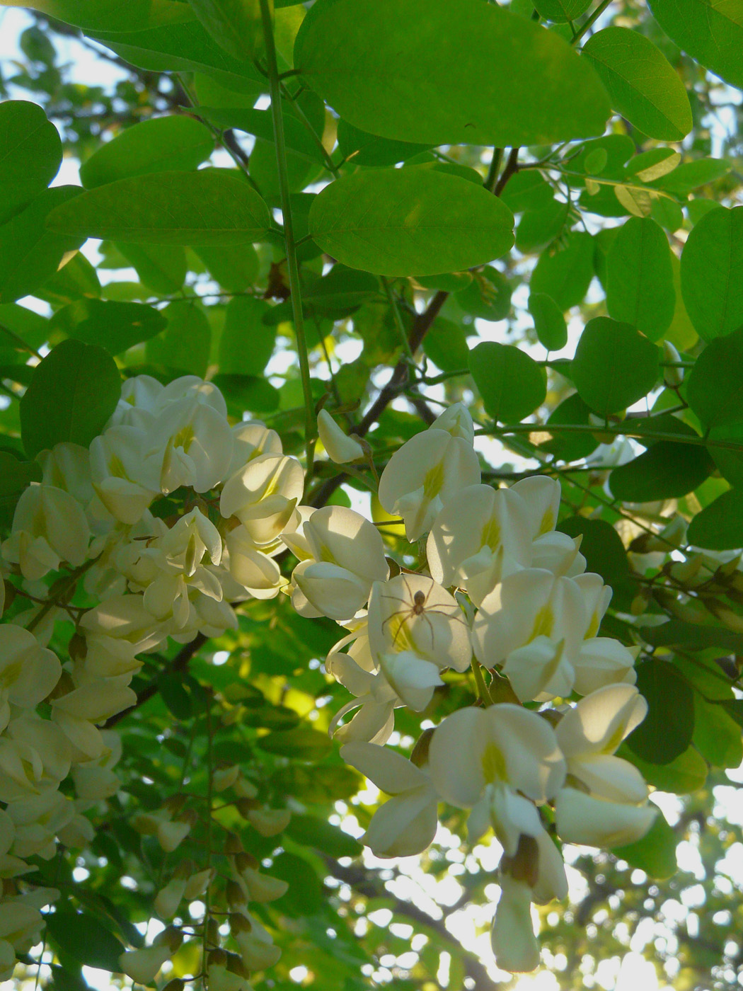 Изображение особи Robinia pseudoacacia.