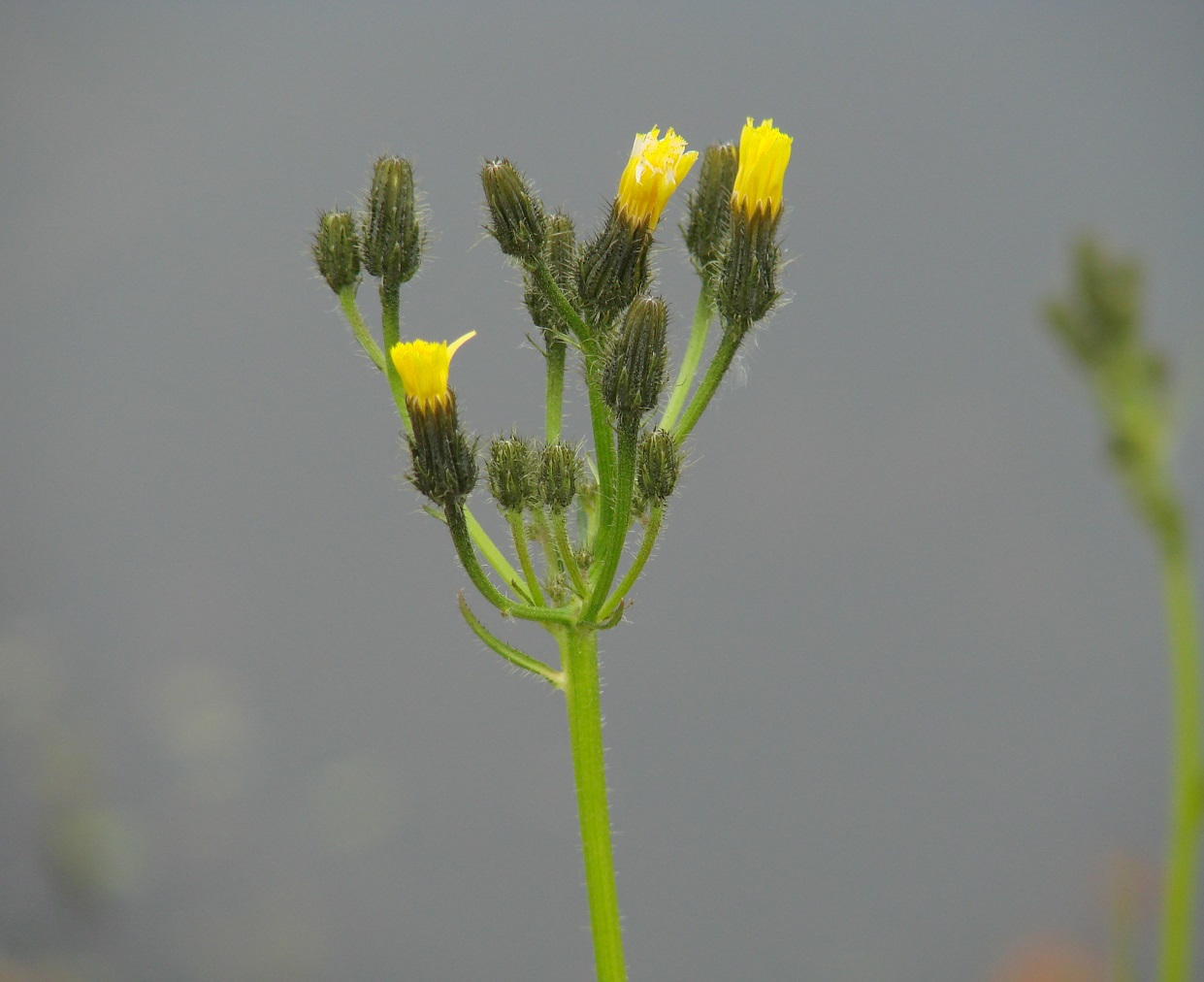 Image of Picris davurica specimen.