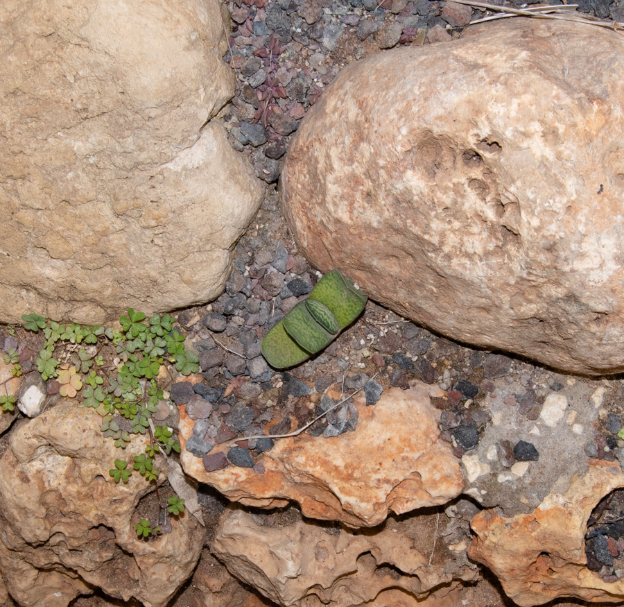 Image of Gasteria obliqua specimen.