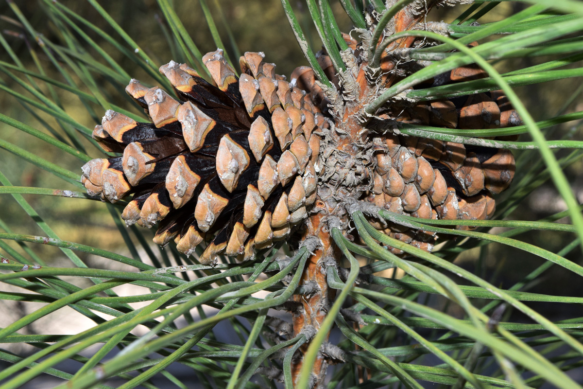 Image of Pinus pallasiana specimen.