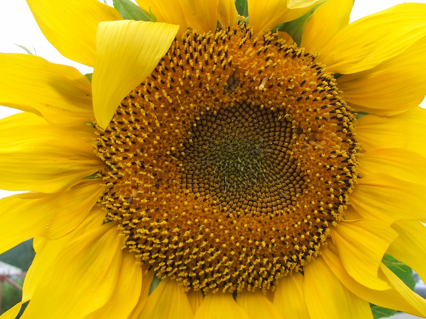 Image of Helianthus annuus specimen.