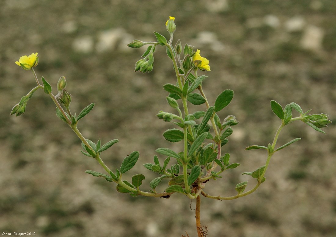 Image of Helianthemum salicifolium specimen.