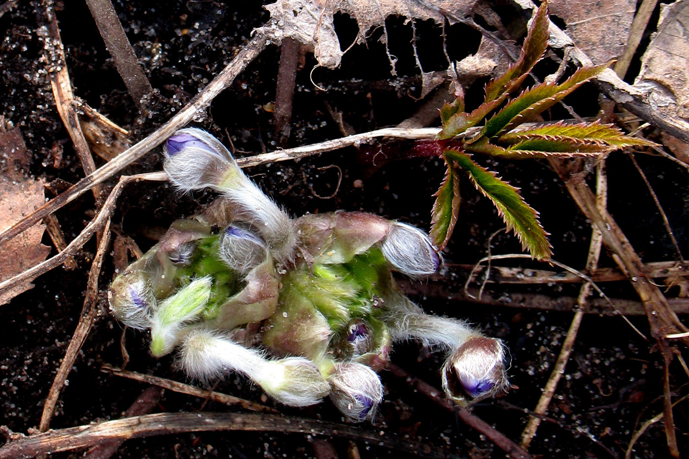 Image of Hepatica nobilis specimen.