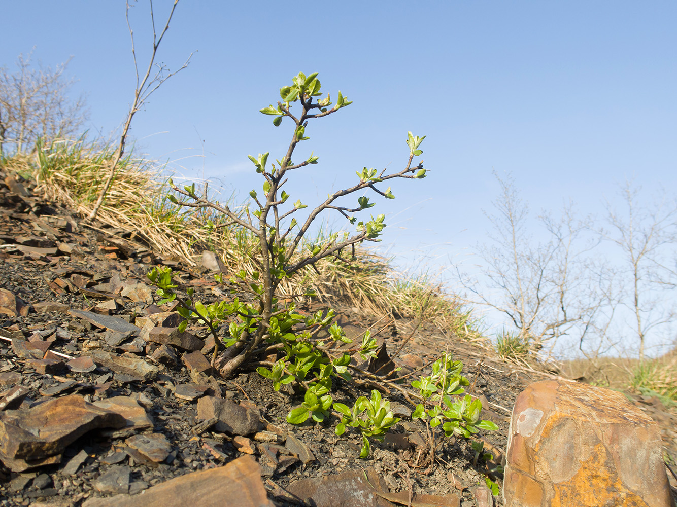 Image of Cotoneaster suavis specimen.