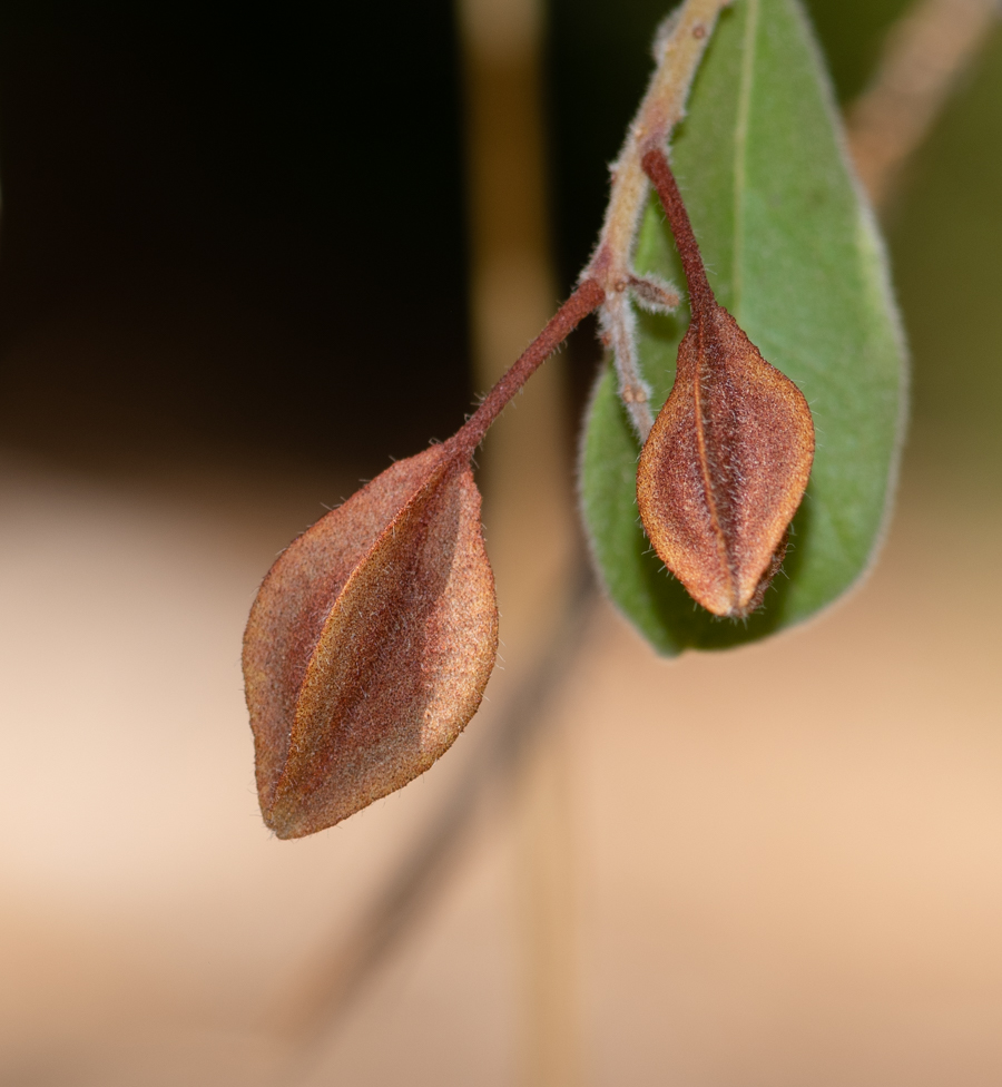 Image of Combretum molle specimen.