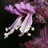 Ocimum basilicum