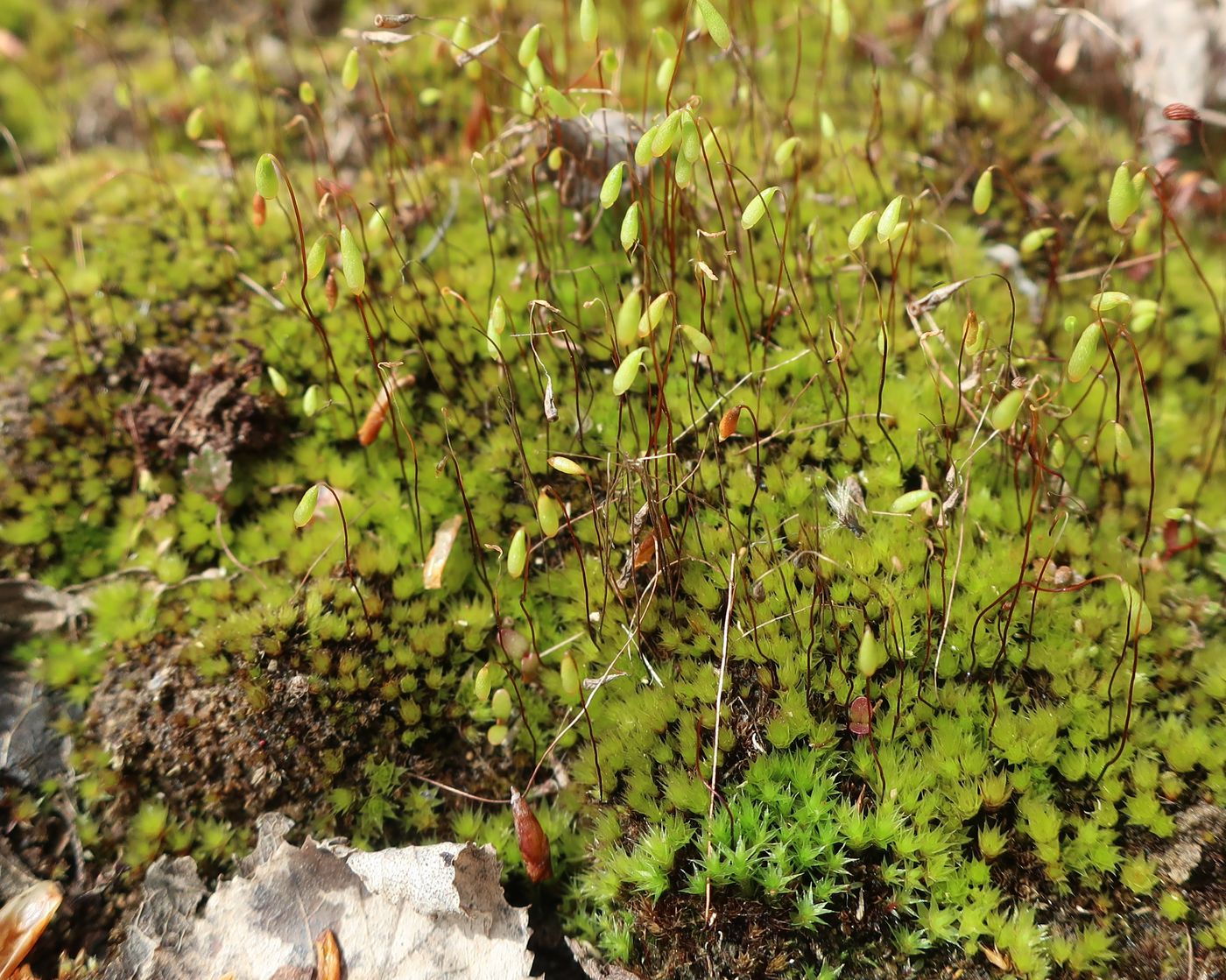 Image of familia Bryaceae specimen.