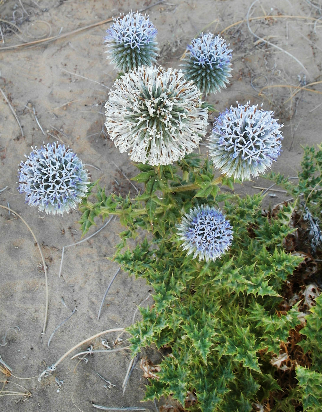 Image of Echinops antalyensis specimen.