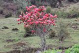 род Rhododendron. Цветущее растение. Бутан, дзонгхаг Тронгса, национальный парк \"Jigme Singye Wangchuck\". 03.05.2019.