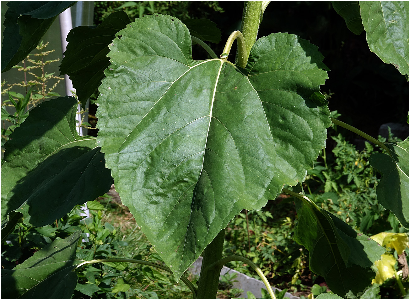 Image of Helianthus annuus specimen.