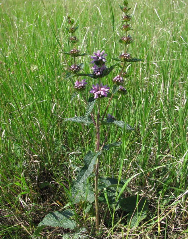 Image of Phlomoides tuberosa specimen.