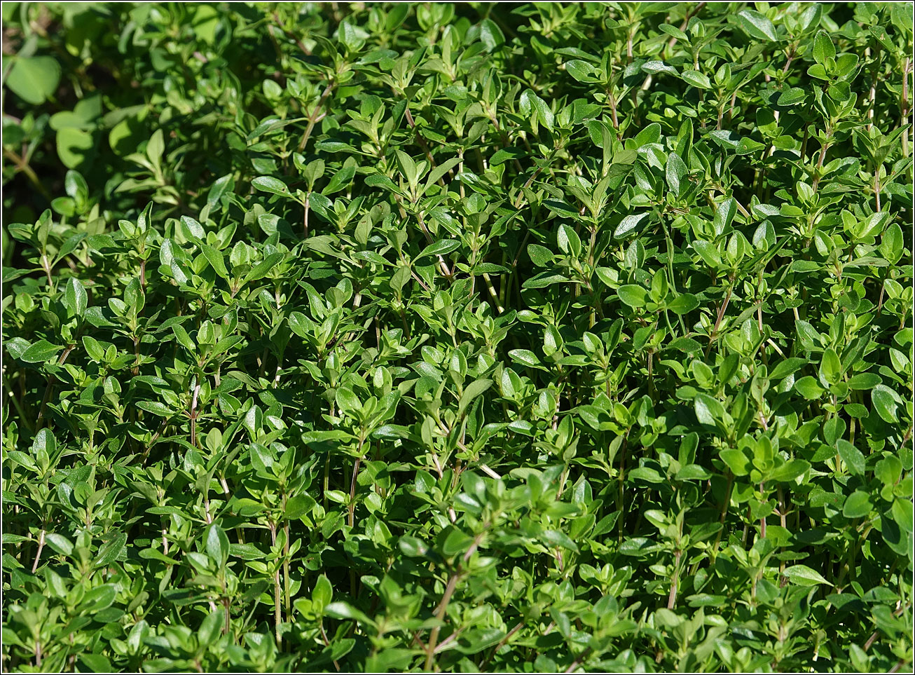 Image of Thymus ovatus specimen.