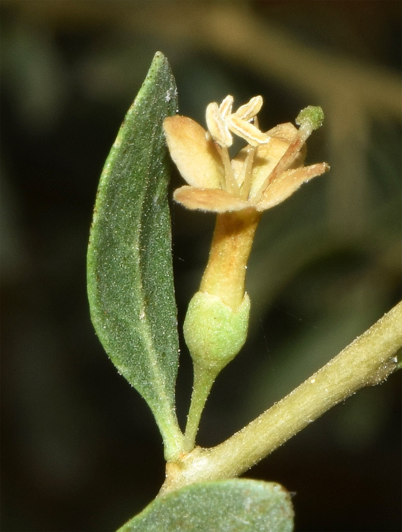 Image of Lycium dasystemum specimen.