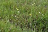 Tragopogon