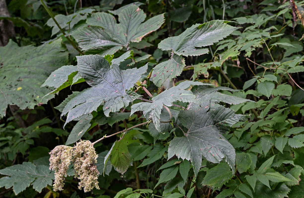 Image of Filipendula camtschatica specimen.