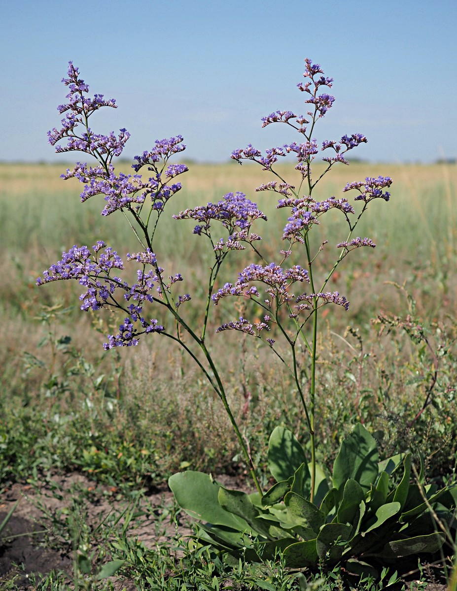 Image of Limonium gmelinii specimen.