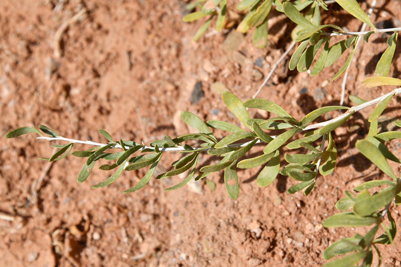 Image of Nitraria schoberi specimen.