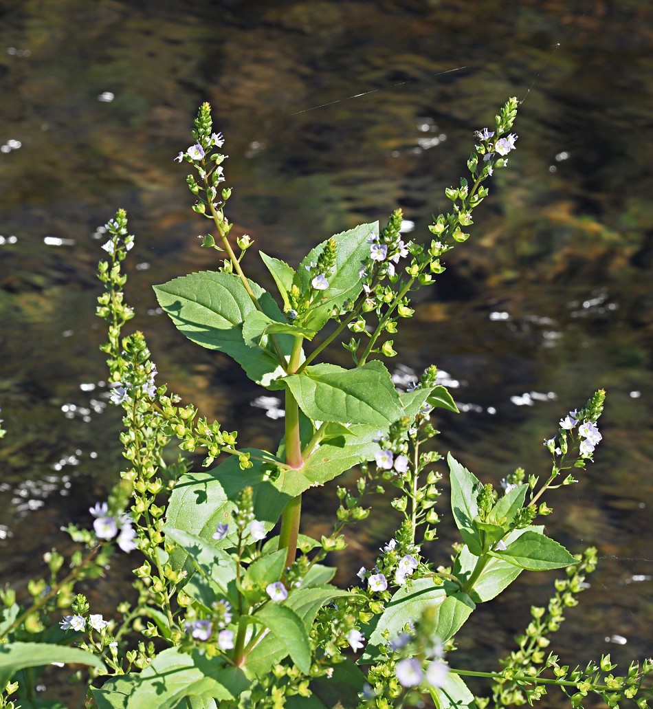 Изображение особи Veronica anagallis-aquatica.