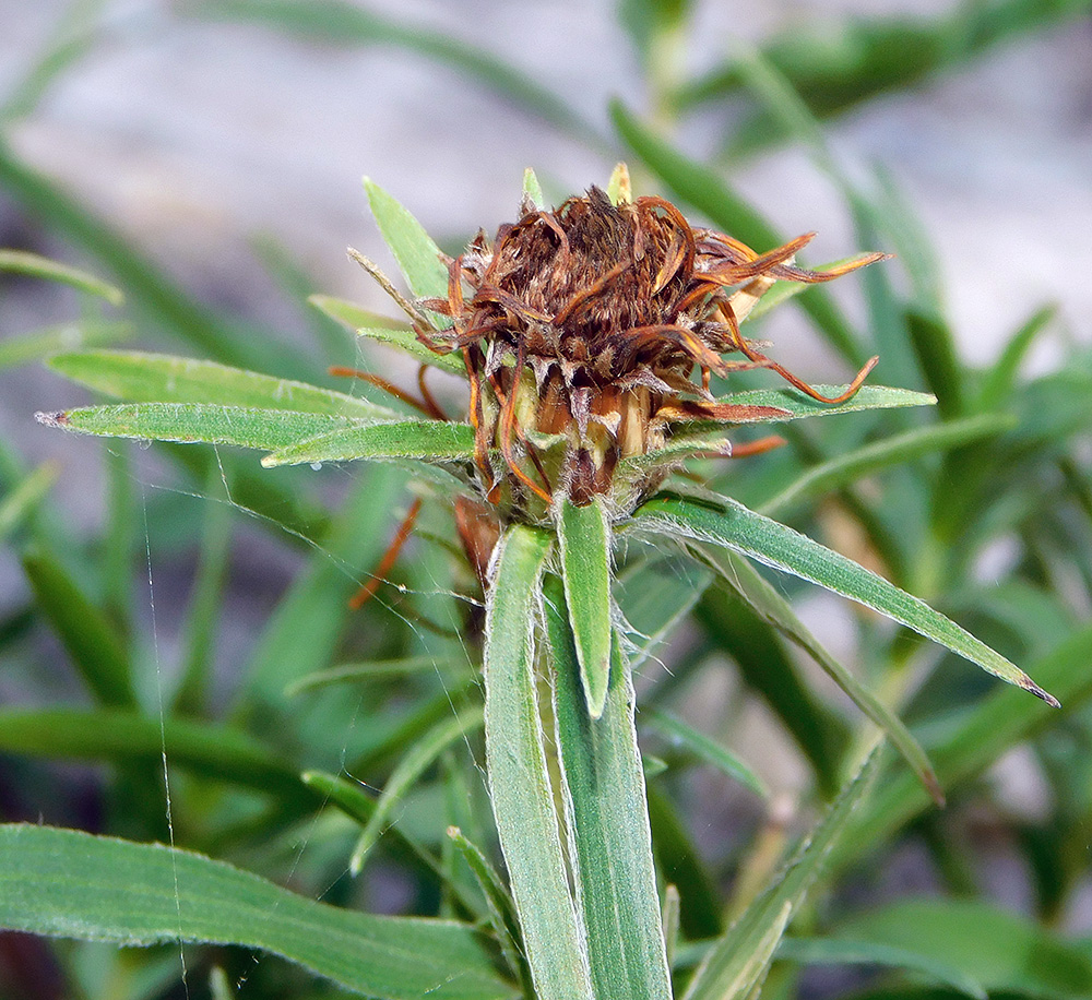 Изображение особи Inula ensifolia.