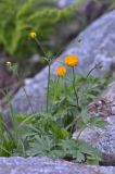 genus Ranunculus