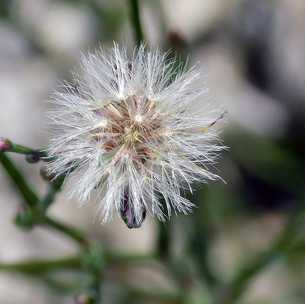 Image of Symphyotrichum graminifolium specimen.