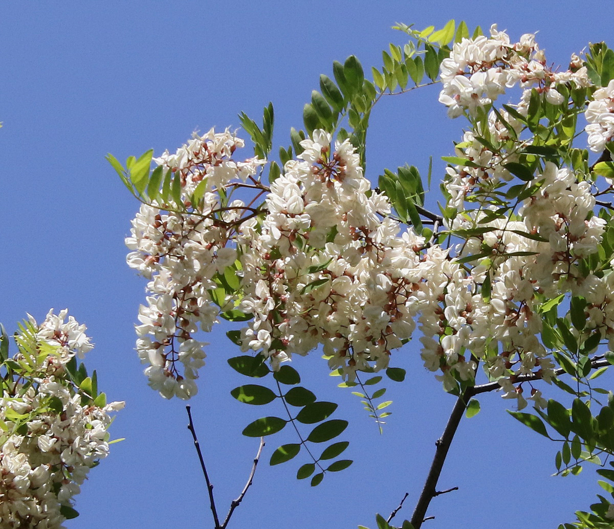 Изображение особи Robinia pseudoacacia.