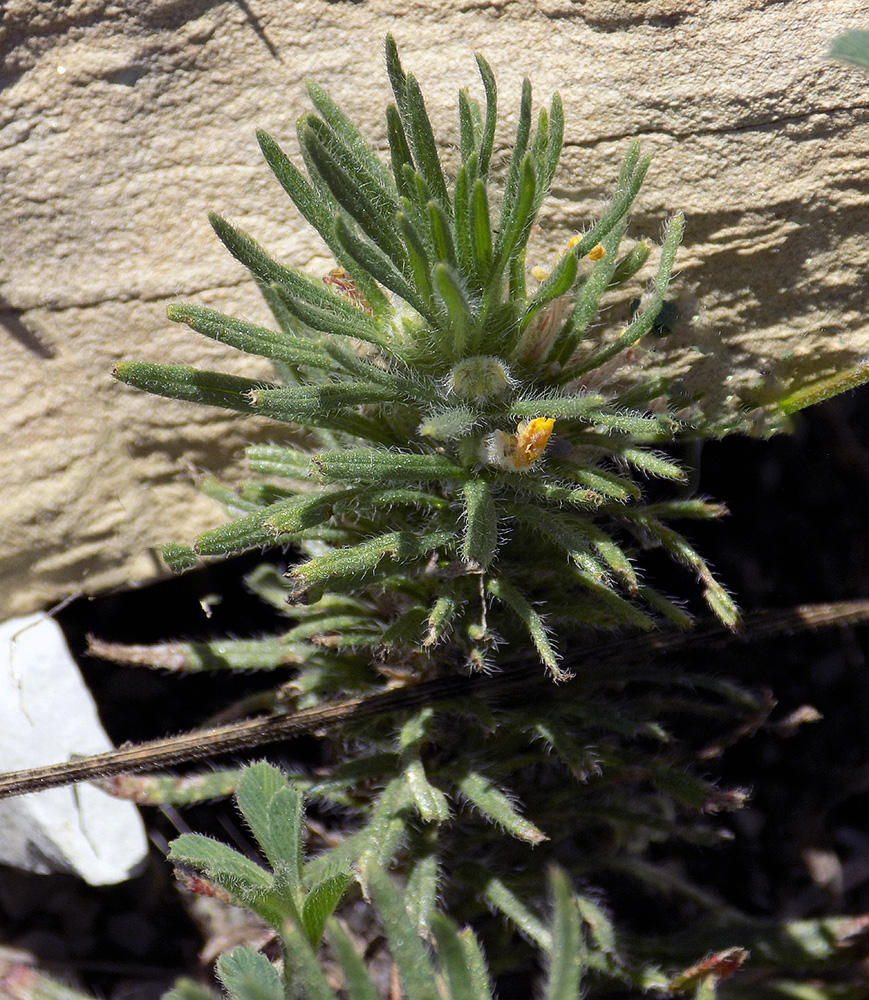 Image of Ajuga chia specimen.