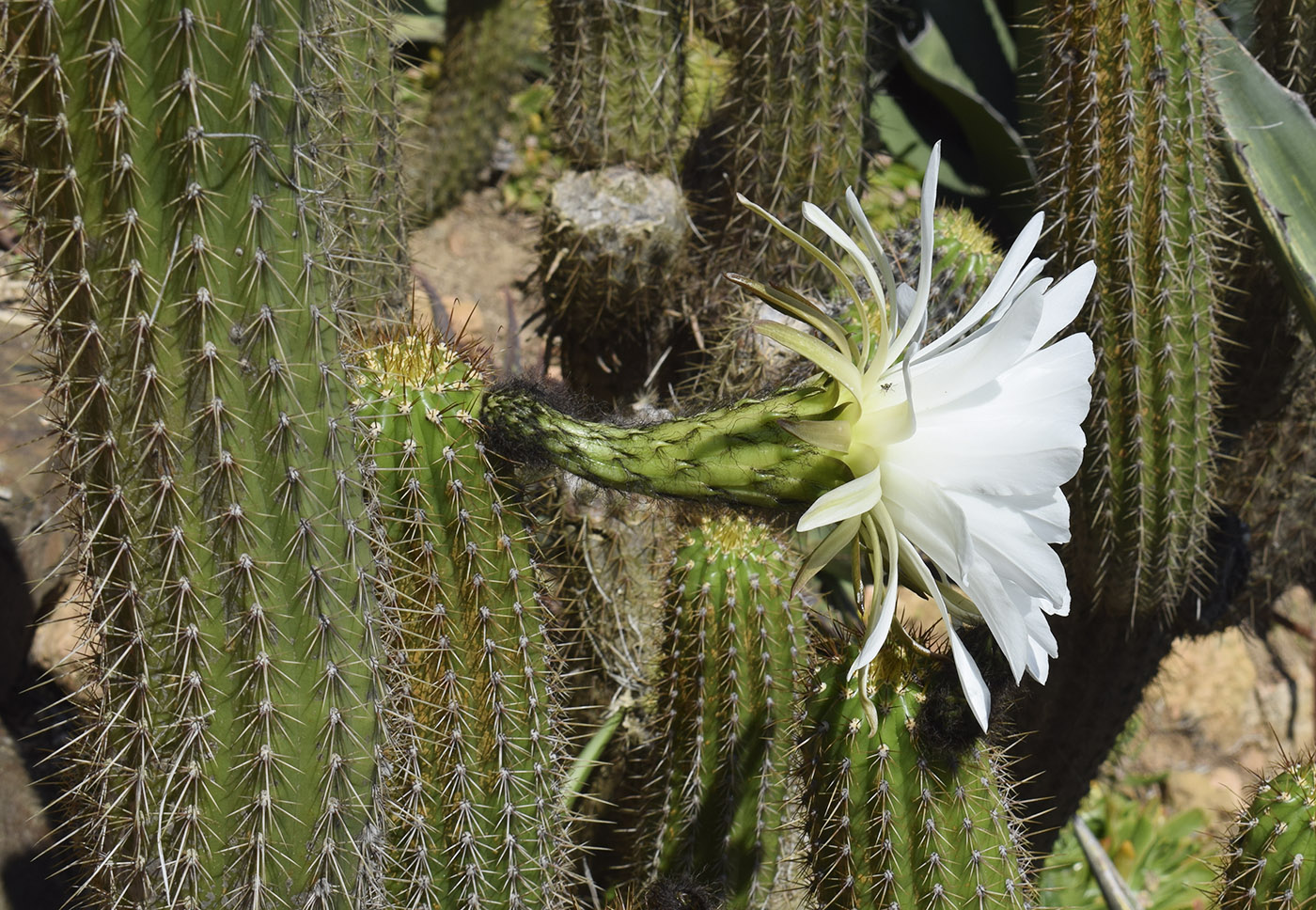 Image of Trichocereus spachianus specimen.