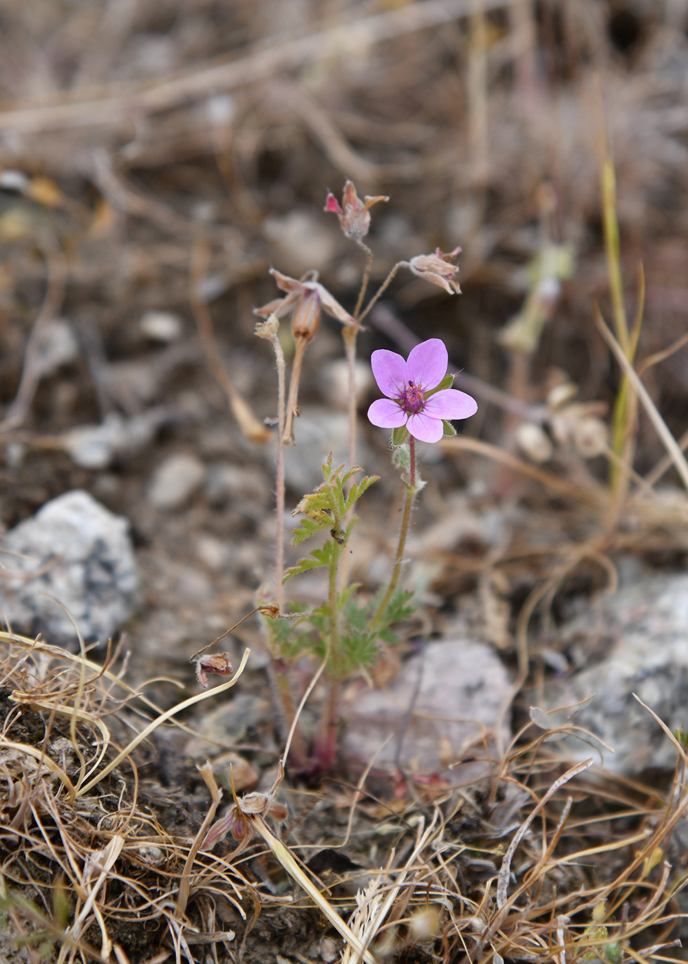 Image of Erodium cicutarium specimen.