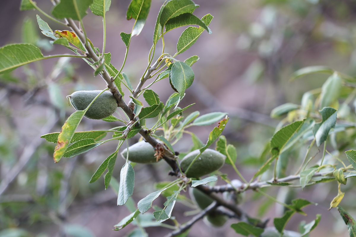 Изображение особи Amygdalus bucharica.