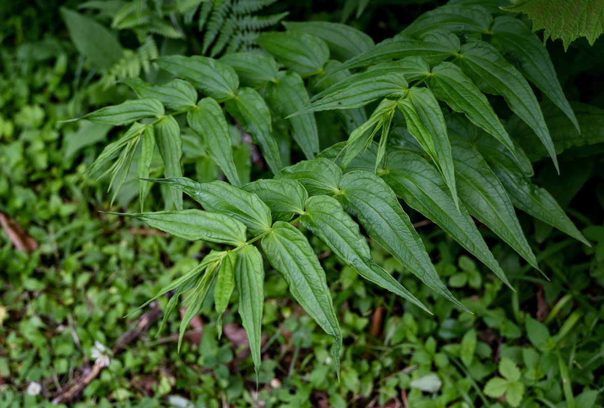 Image of Gentiana schistocalyx specimen.