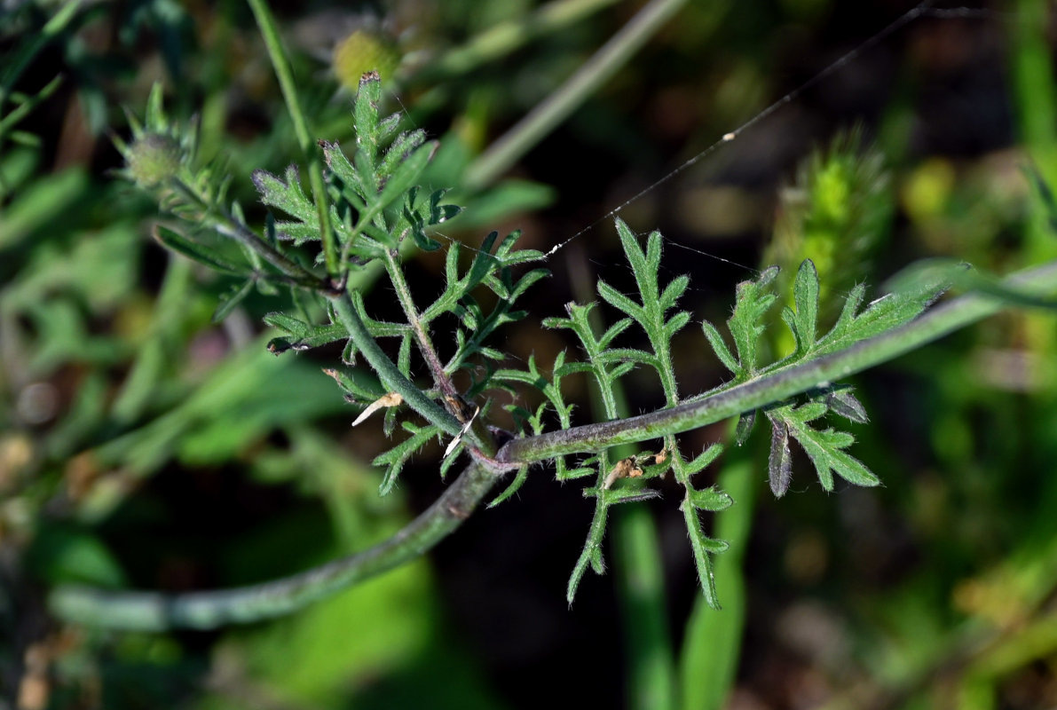 Image of Scabiosa ochroleuca specimen.