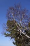 Betula platyphylla. Крона дерева в начале вегетации. Бурятия, Кабанский р-н, берег оз. Байкал. 21.05.2023.