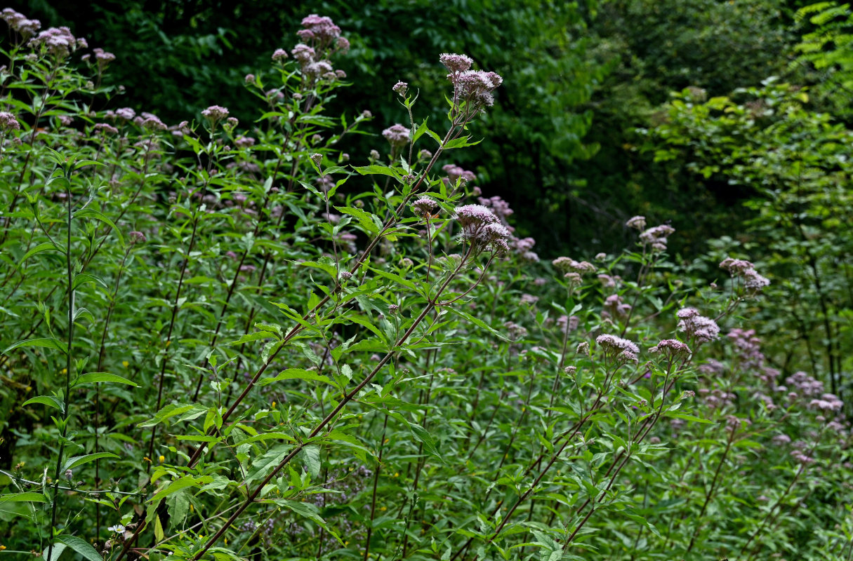 Image of Eupatorium cannabinum specimen.