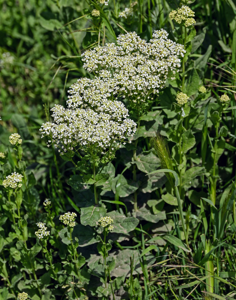 Image of Cardaria draba specimen.