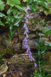 Campanula rapunculoides