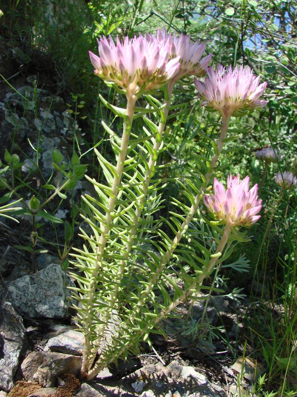 Image of Pseudosedum lievenii specimen.