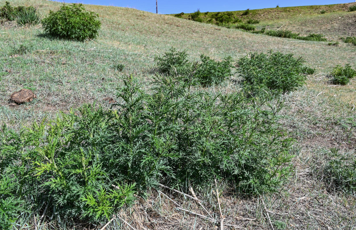 Image of Urtica cannabina specimen.