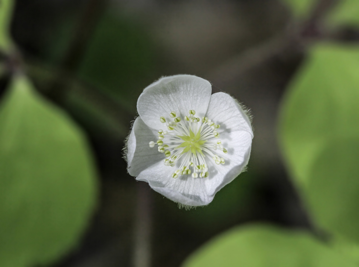 Image of Anemone udensis specimen.