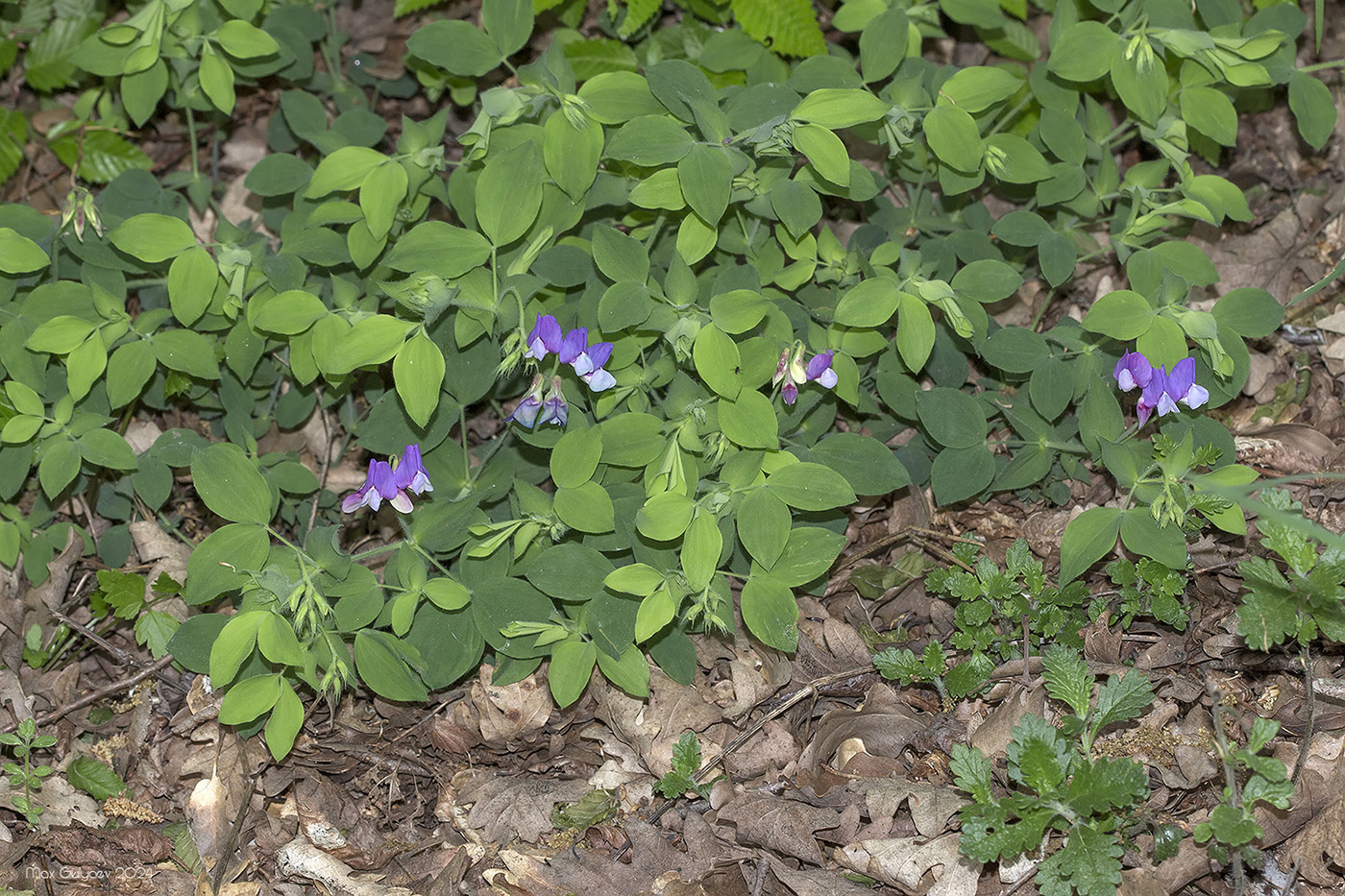 Image of Lathyrus laxiflorus specimen.