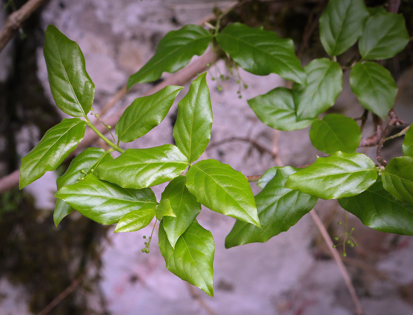 Изображение особи Euonymus latifolius.