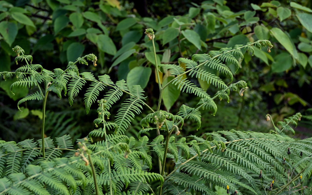 Изображение особи Pteridium revolutum.