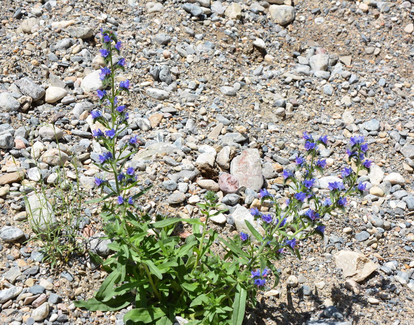 Image of Echium vulgare specimen.