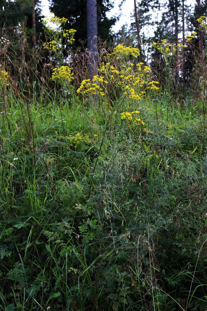 Изображение особи Senecio jacobaea.