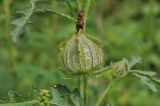 Hibiscus trionum. Верхушка побега с завязавшимся плодом. Приморский край, Уссурийский гор. округ, с. Монакино, заросли амброзии за территорией частного подворья. 18.08.2024.