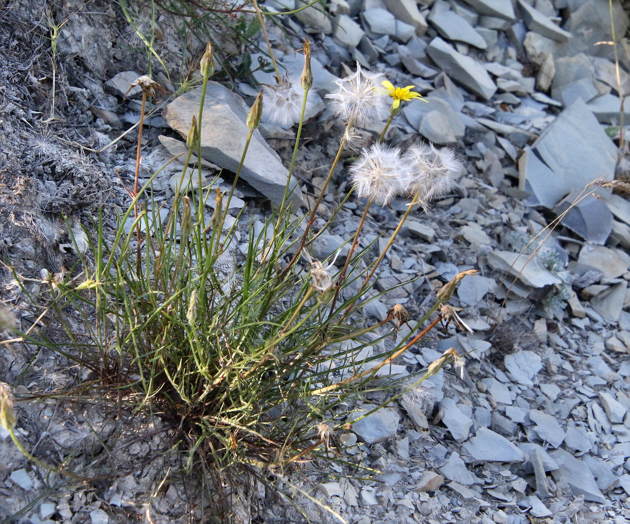 Image of Scorzonera lachnostegia specimen.