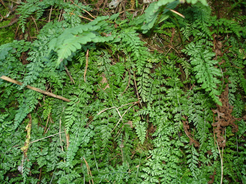 Изображение особи Asplenium altajense.