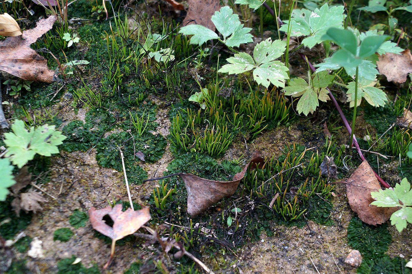 Image of genus Anthoceros specimen.