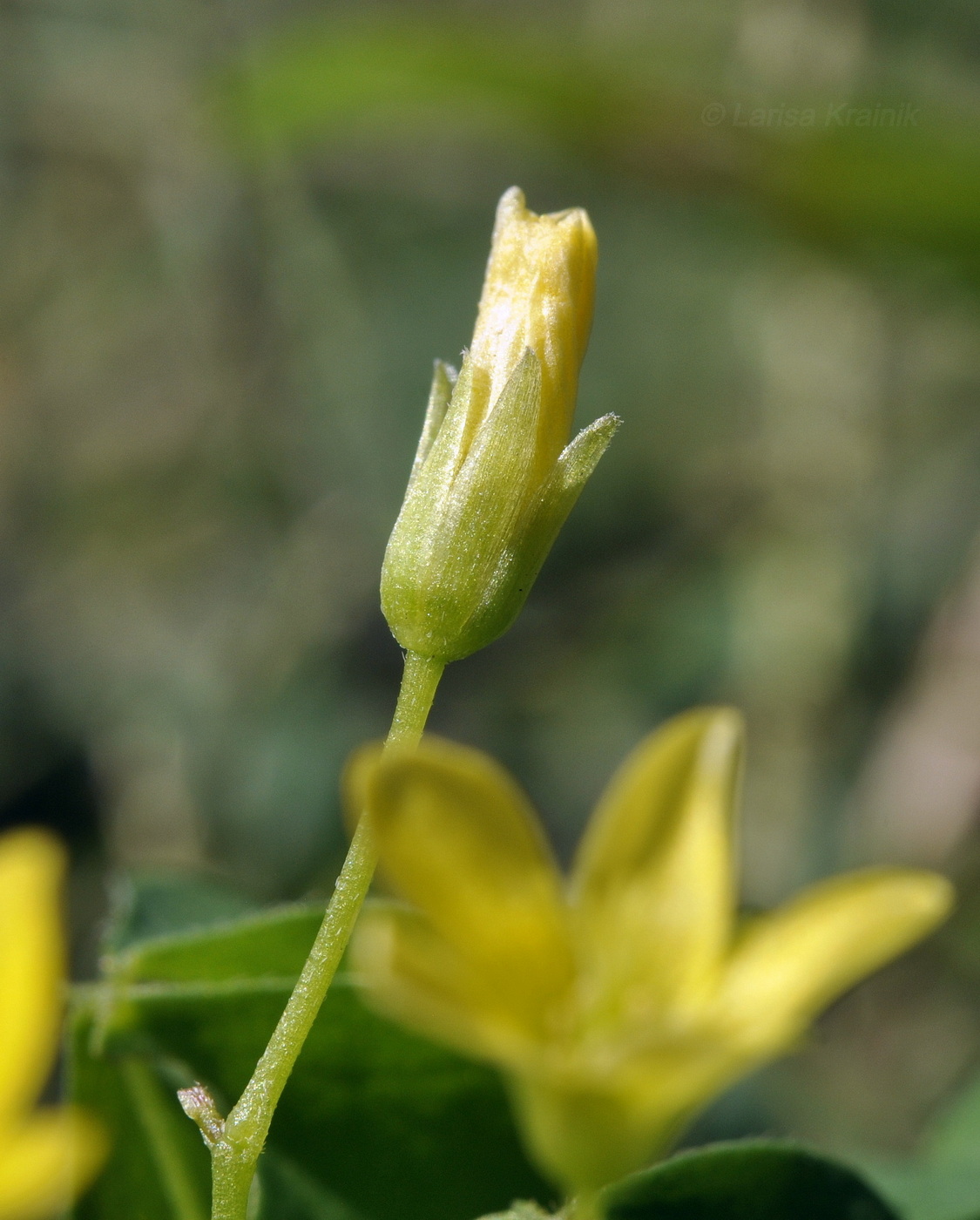 Изображение особи Oxalis corniculata.